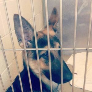 Meet your Posher, Rafa